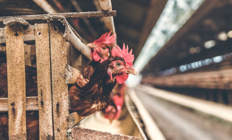 Tavuk Çiftliği Kurmak İçin Kredi Başvurusu, Bir Finansçı